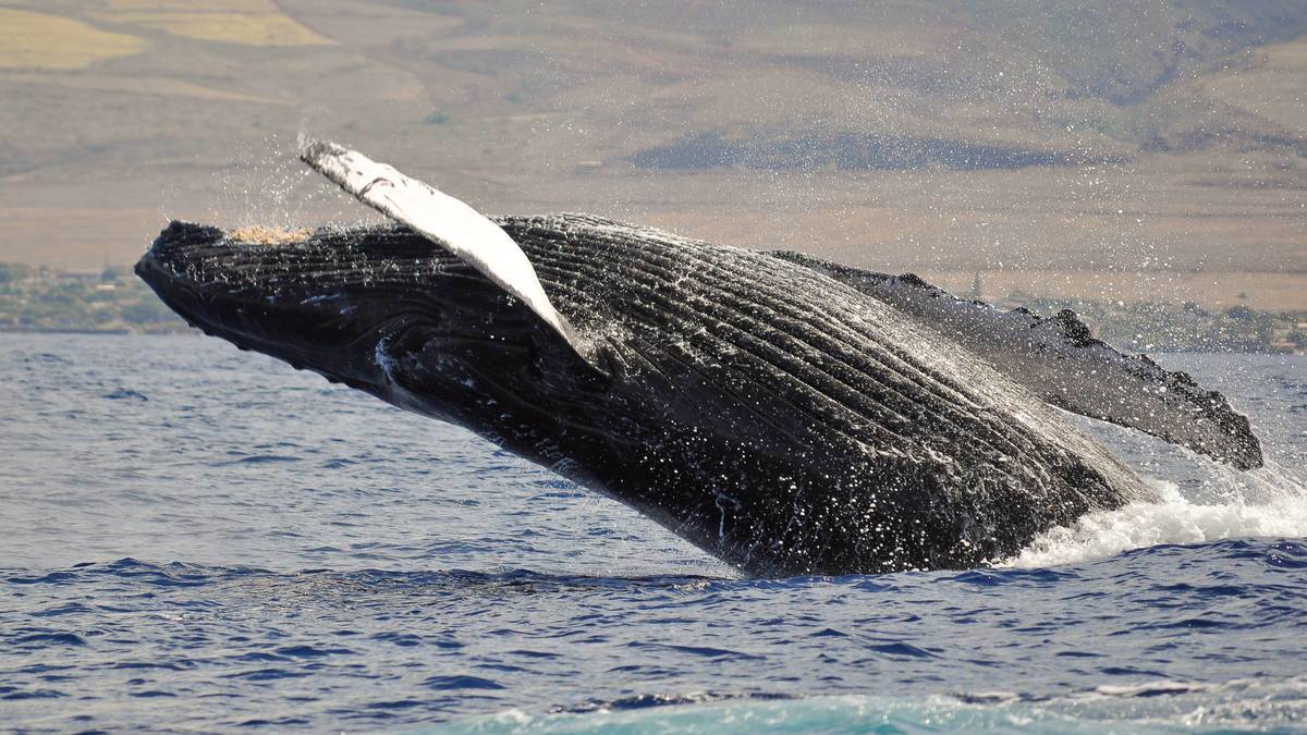 whale jumping out of ocean with Maui coast in background